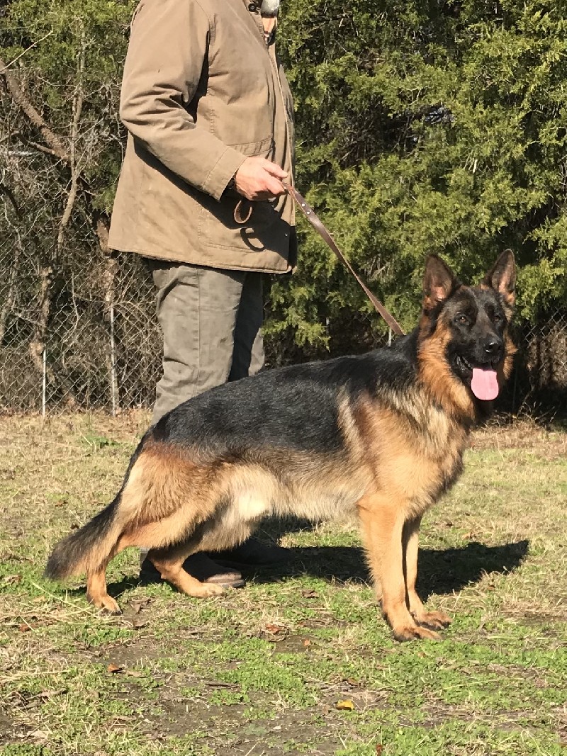 Henry Vom Nevadahaus | Nevada Haus German Shepherd