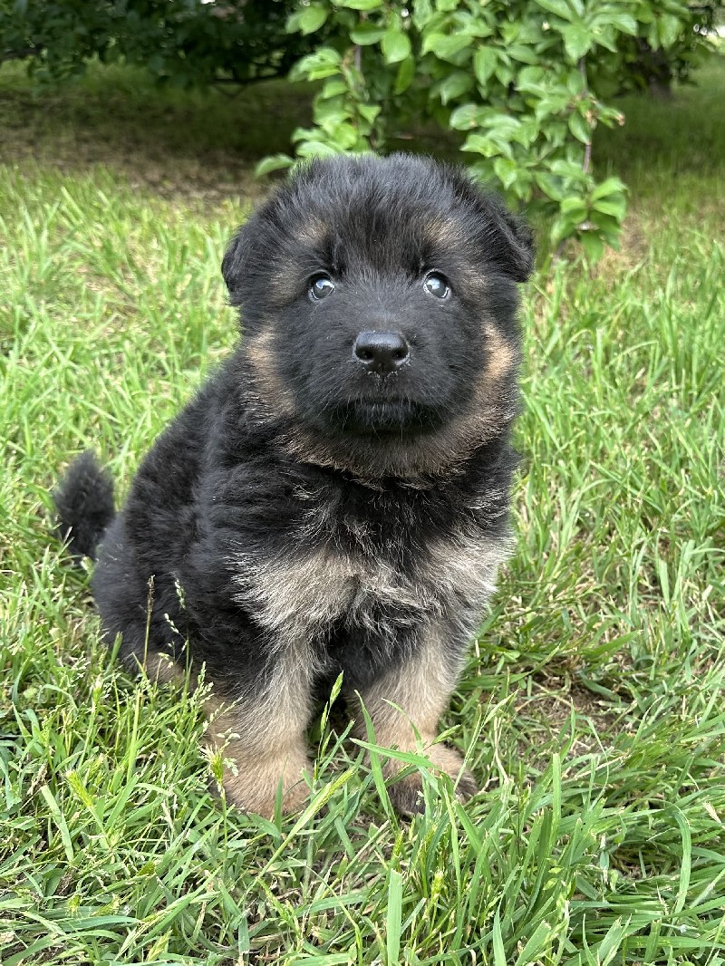 Longcoat male puppy of Mec and Heather