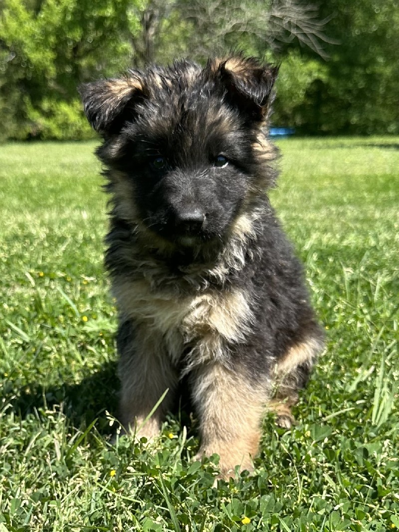 Iceman vom Nevadahaus | Nevada Haus German Shepherd Puppies