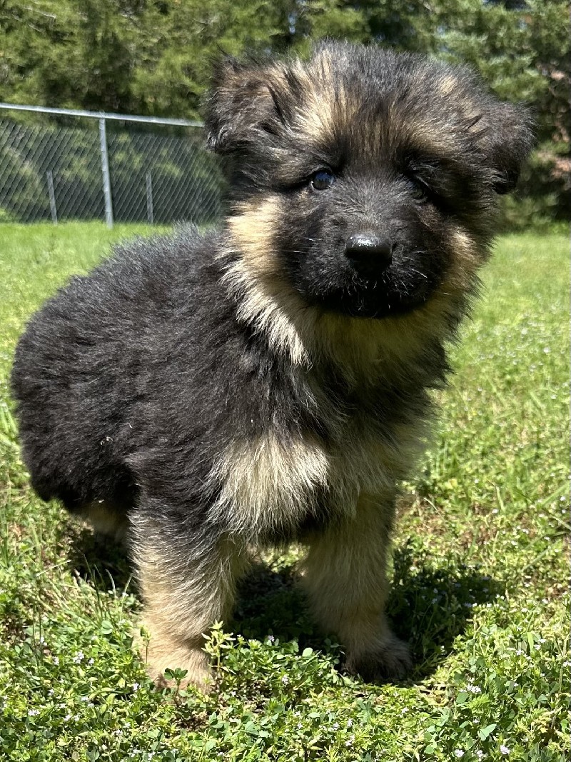 Idris vom Nevadahaus | Nevada Haus German Shepherd Puppies