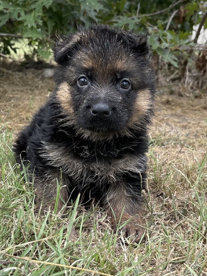Ike vom Nevadahaus | Nevada Haus German Shepherd Puppy
