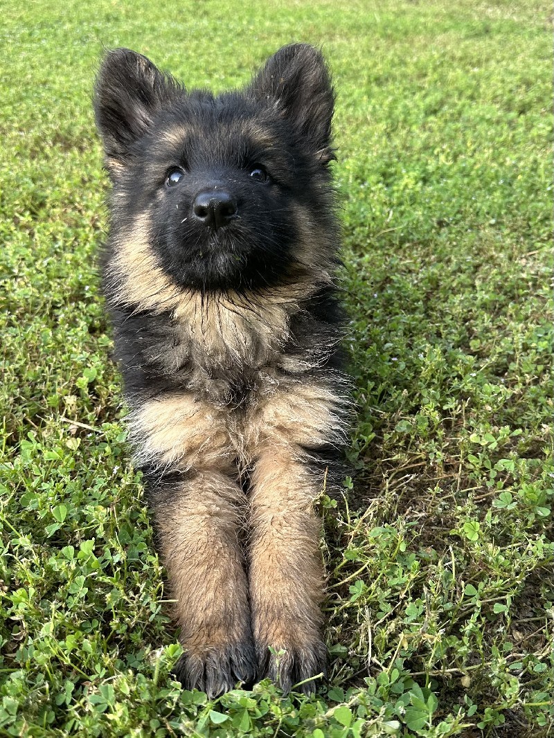 Ingrid vom Nevadahaus | Nevada Haus German Shepherd Puppies