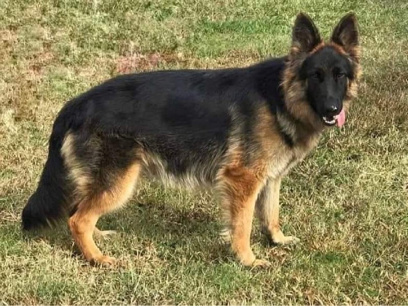 Irish von der Freiheit Westerholt | German Shepherd Breeding Female