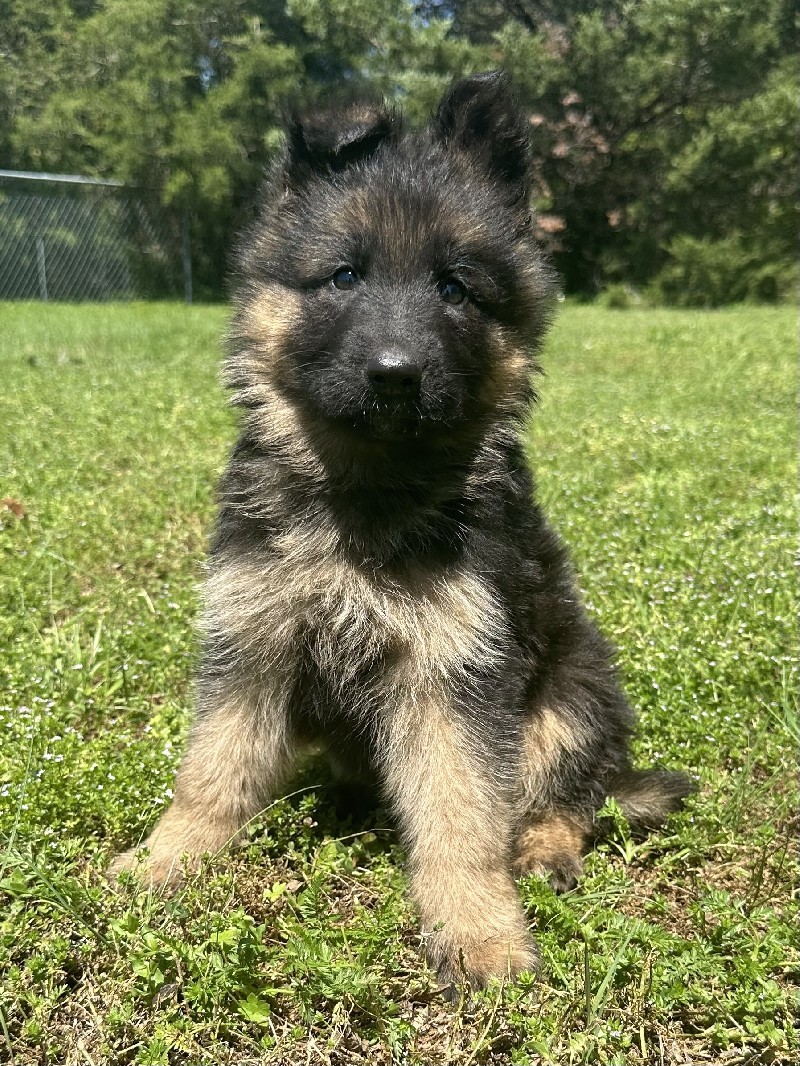 Iroq vom Nevadahaus | Nevada Haus German Shepherd Puppies