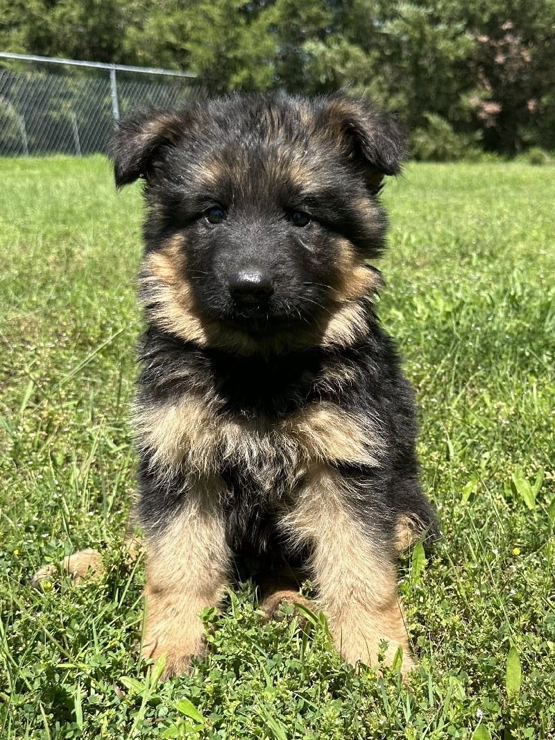 Iwan vom Nevadahaus | Nevada Haus German Shepherd Puppies