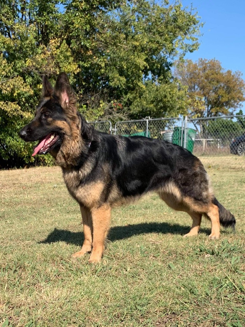 Jetta vom Jarenhaus | German Shepherd Breeding Females | Nevada Haus