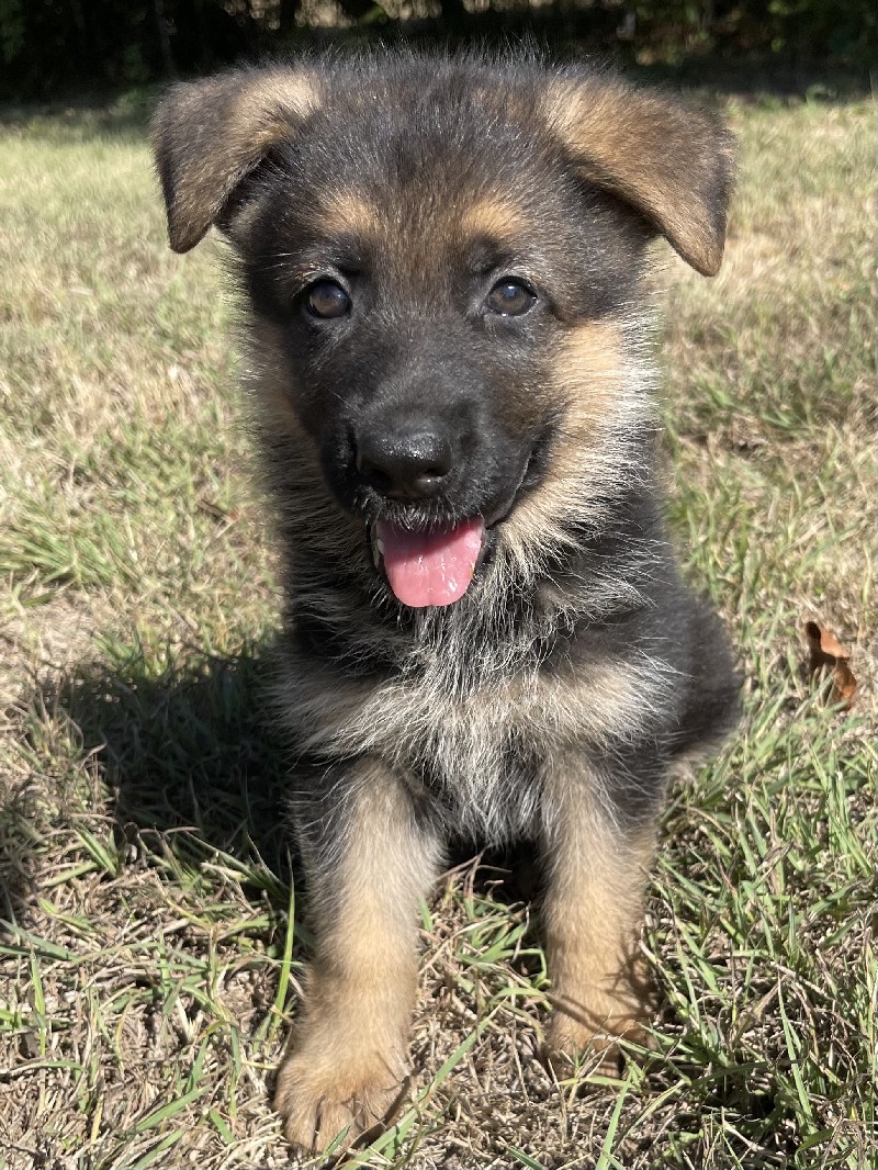 Jilly vom Nevadahaus | Nevada Haus German Shepherd Puppies