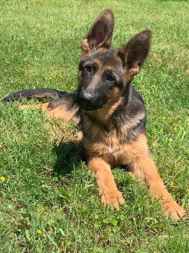 Kami vom Nevadahaus **Breeder's Choice** - German Shepherd Puppies