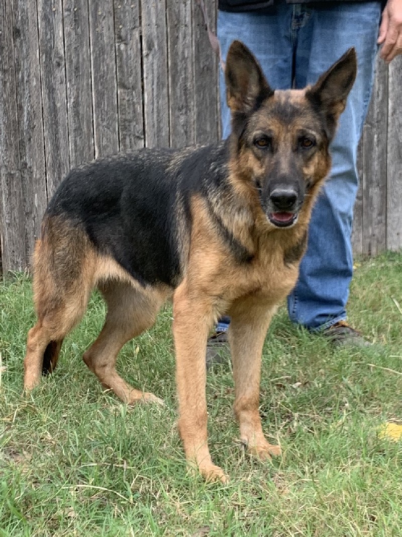 Kashmir vom Nevadahaus | Adult German Shepherd for Sale