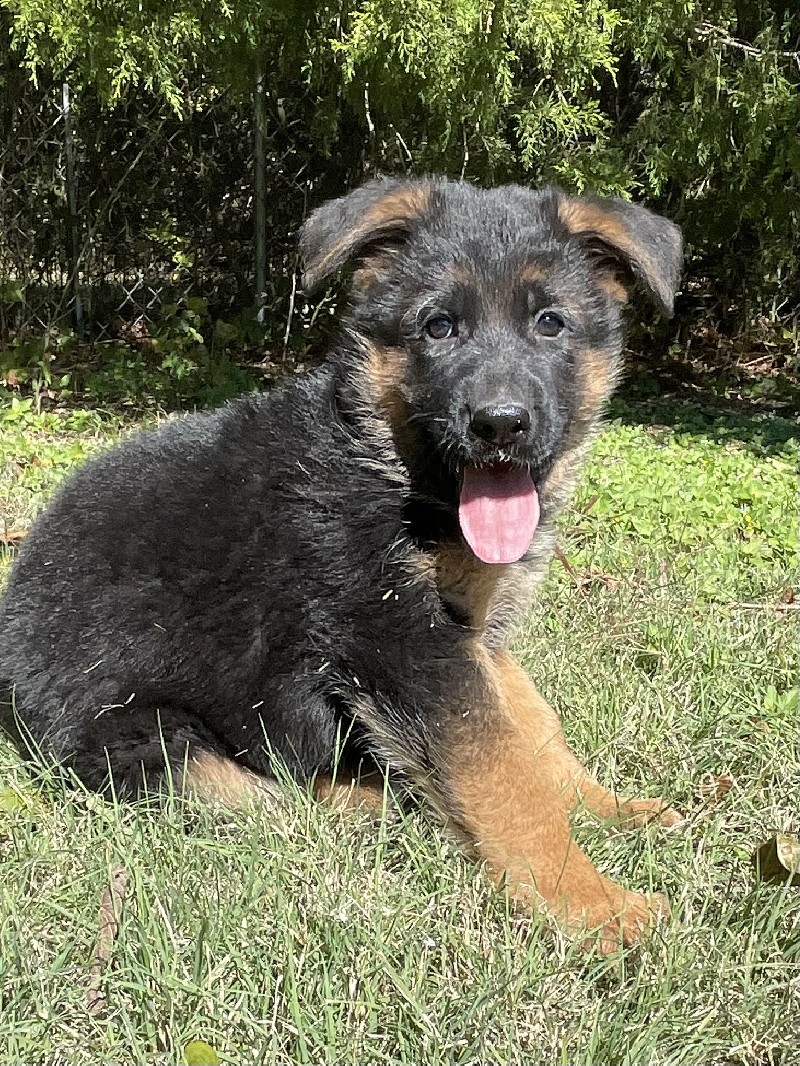Kevin vom Nevadahaus | Nevada Haus German Shepherd Puppies