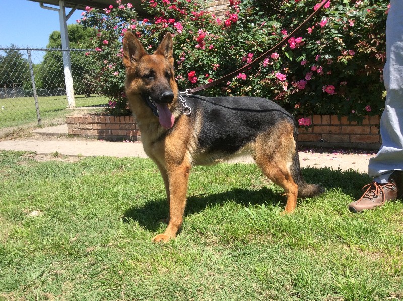 Khaleesi vom Nevadahaus | German Shepherd Breeding Females | Nevada Haus