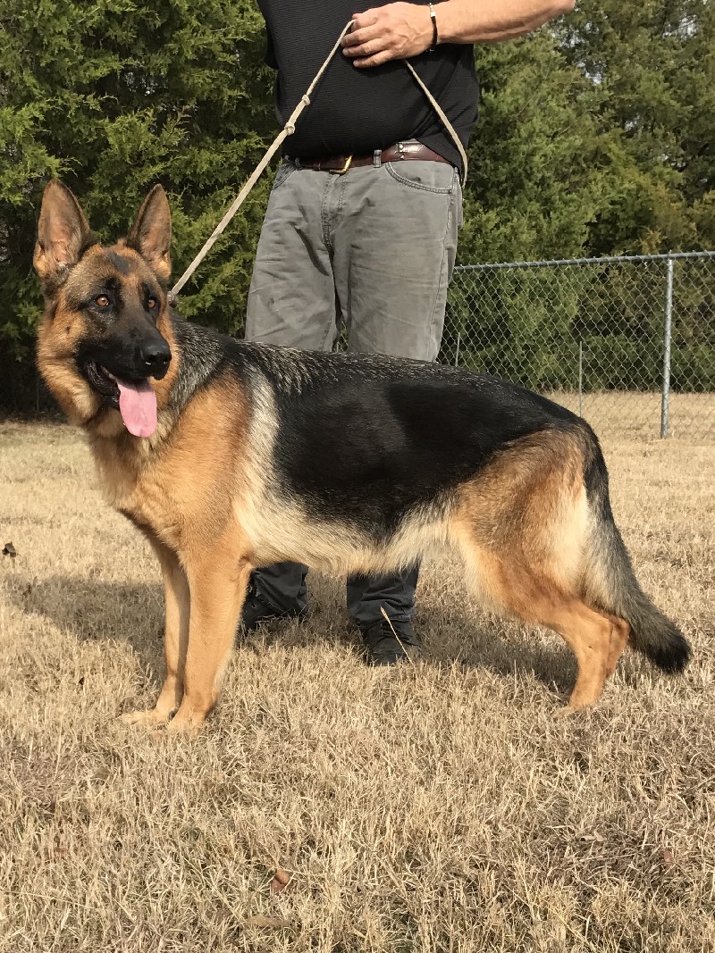 Kismet vom Nevadahaus | German Shepherd Breeding Females | Nevada Haus