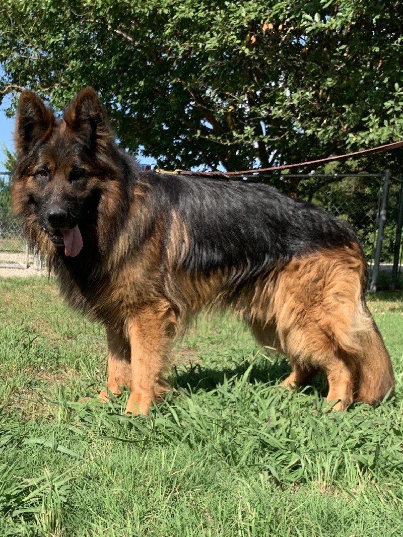 V Lenny vom Bierstadter Hof IPO1 | Imported German Shepherd Stud | Nevada Haus