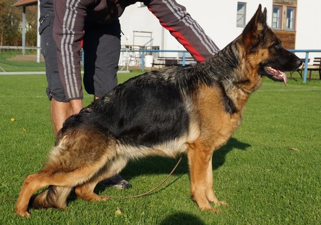 V Luna vom Turkenkopf IPO1 KKL | German Shepherd Breeding Females | Nevada Haus