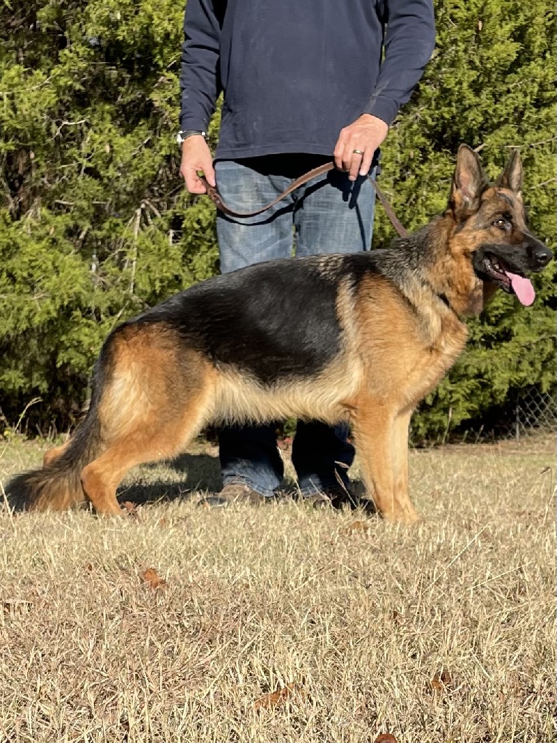 Manhattan vom Nevadahaus | German Shepherd Breeding Females | Nevada Haus