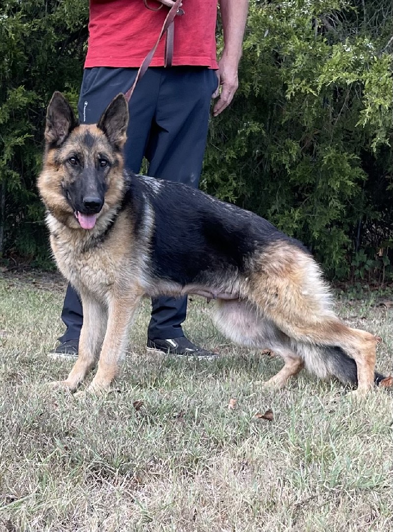 SG Meila vom Zellwaldrand | German Shepherd Breeding Females | Nevada Haus