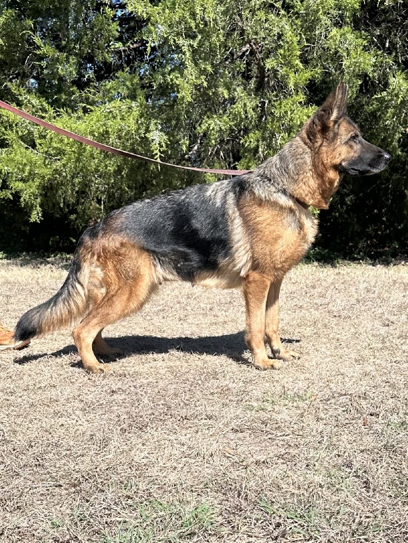 V Mette vom Lausitzer Seenland IGP1 KKL | Nevada Haus German Shepherds