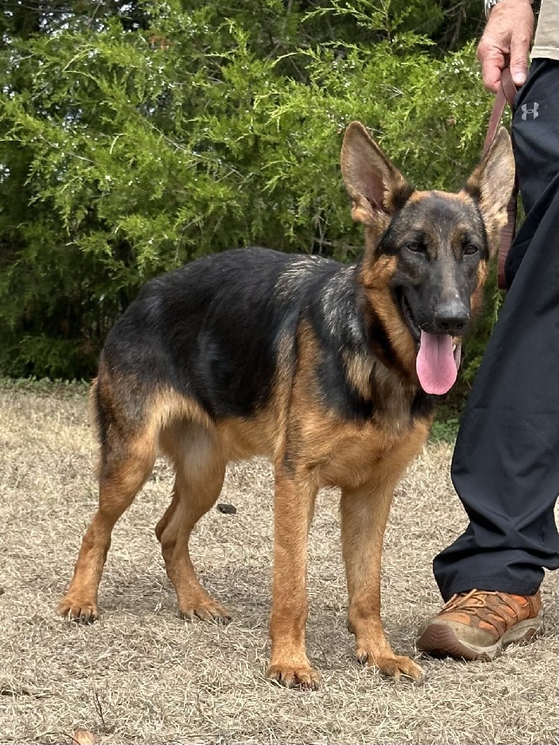 Milky Way von der Wiehenallee | Nevada Haus German Shepherd Puppies