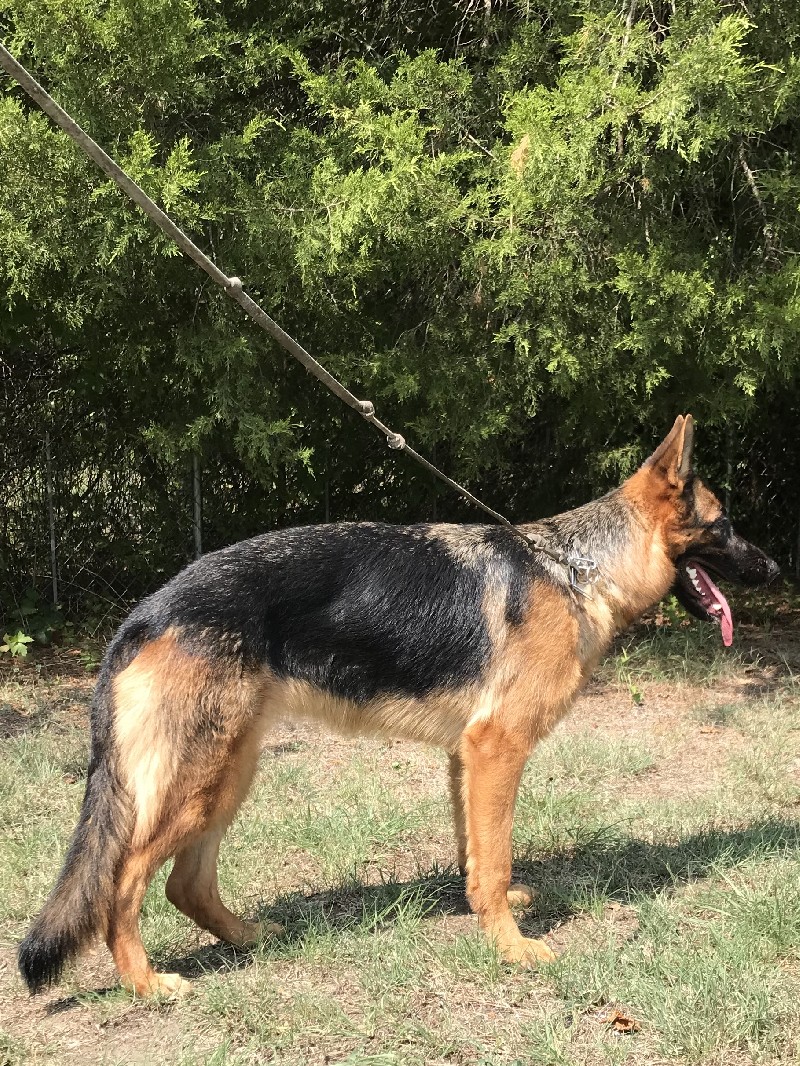 Molly Vom Nevadahaus | Female German Shepherd for Sale