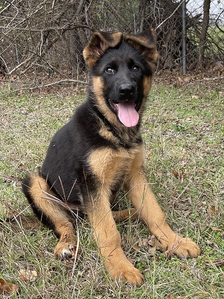 Kaleb vom Nevadahaus | Nevada Haus German Shepherd Puppies