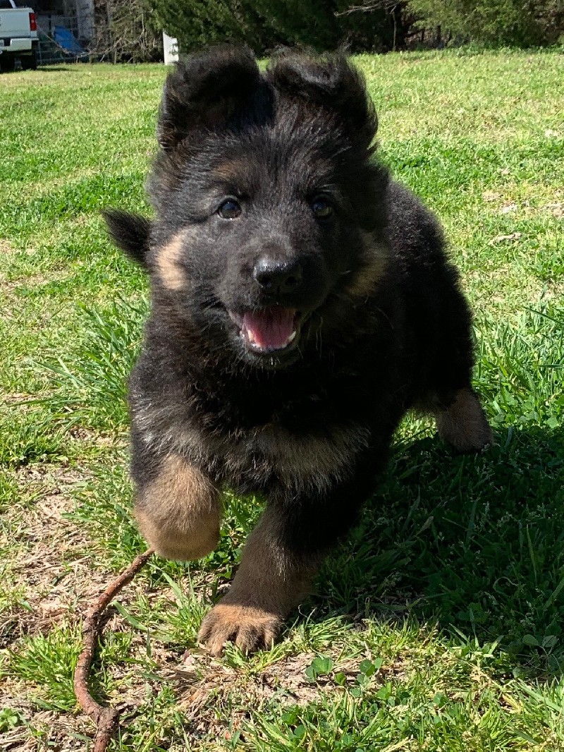 Nicole vom Nevadahaus - German Shepherd Puppies