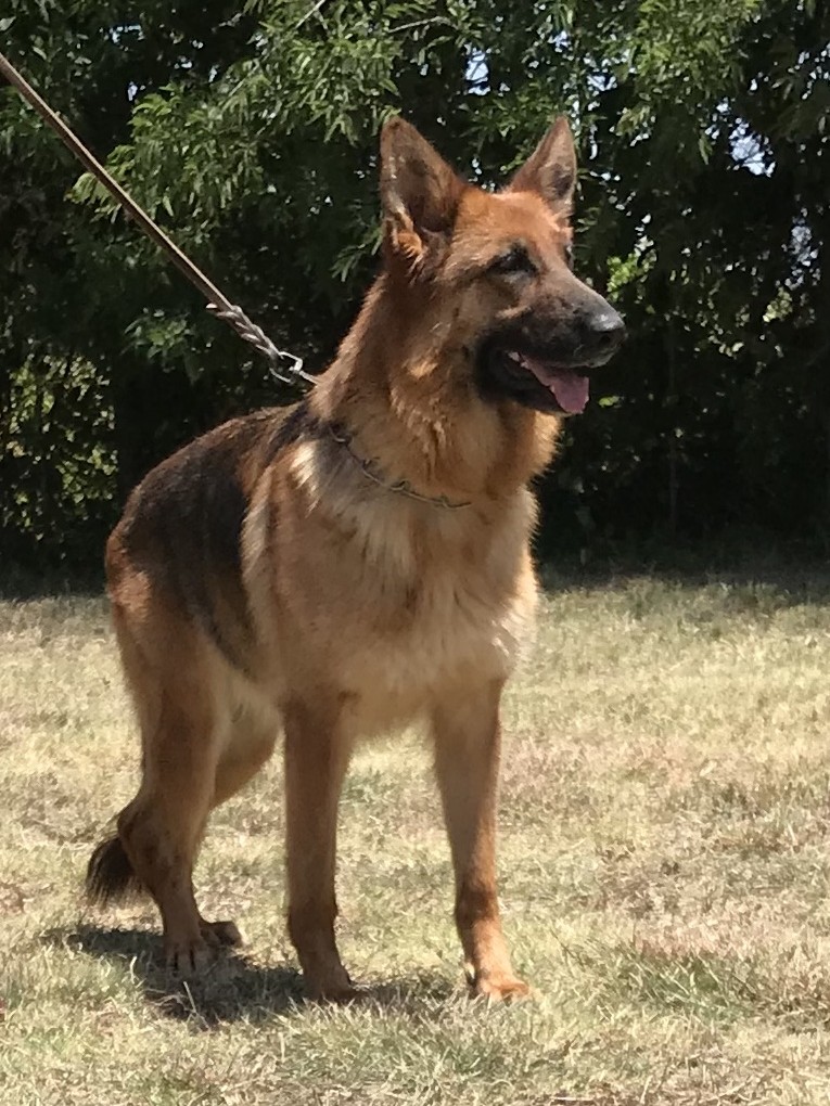 Osha vom Nevadahaus | German Shepherd Breeding Females | Nevada Haus