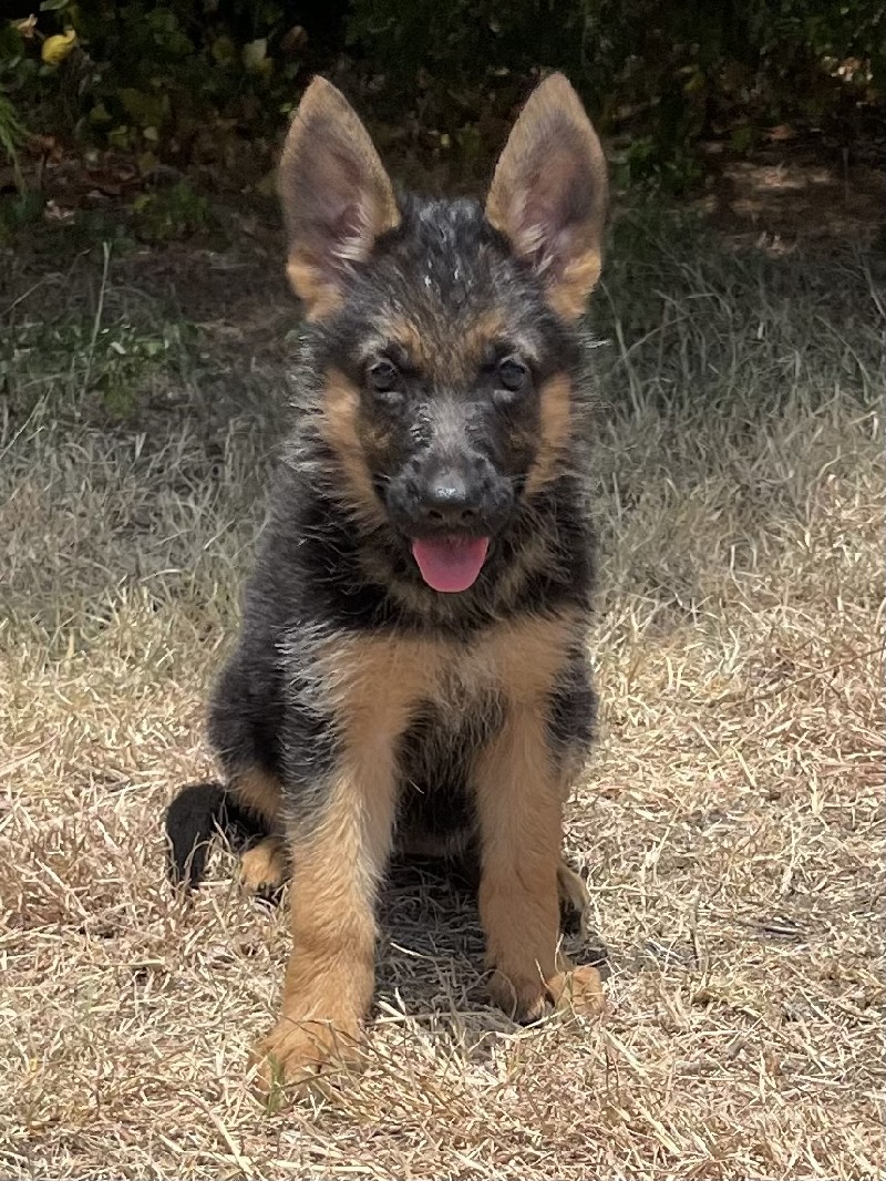 Penny vom Nevadahaus | Nevada Haus German Shepherd Puppies