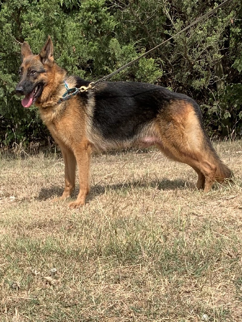 Pink vom Nevadahaus | German Shepherd Breeding Females