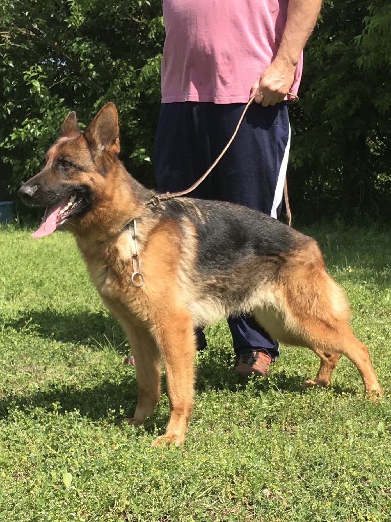 Pistol vom Nevadahaus | German Shepherd Breeding Females | Nevada Haus