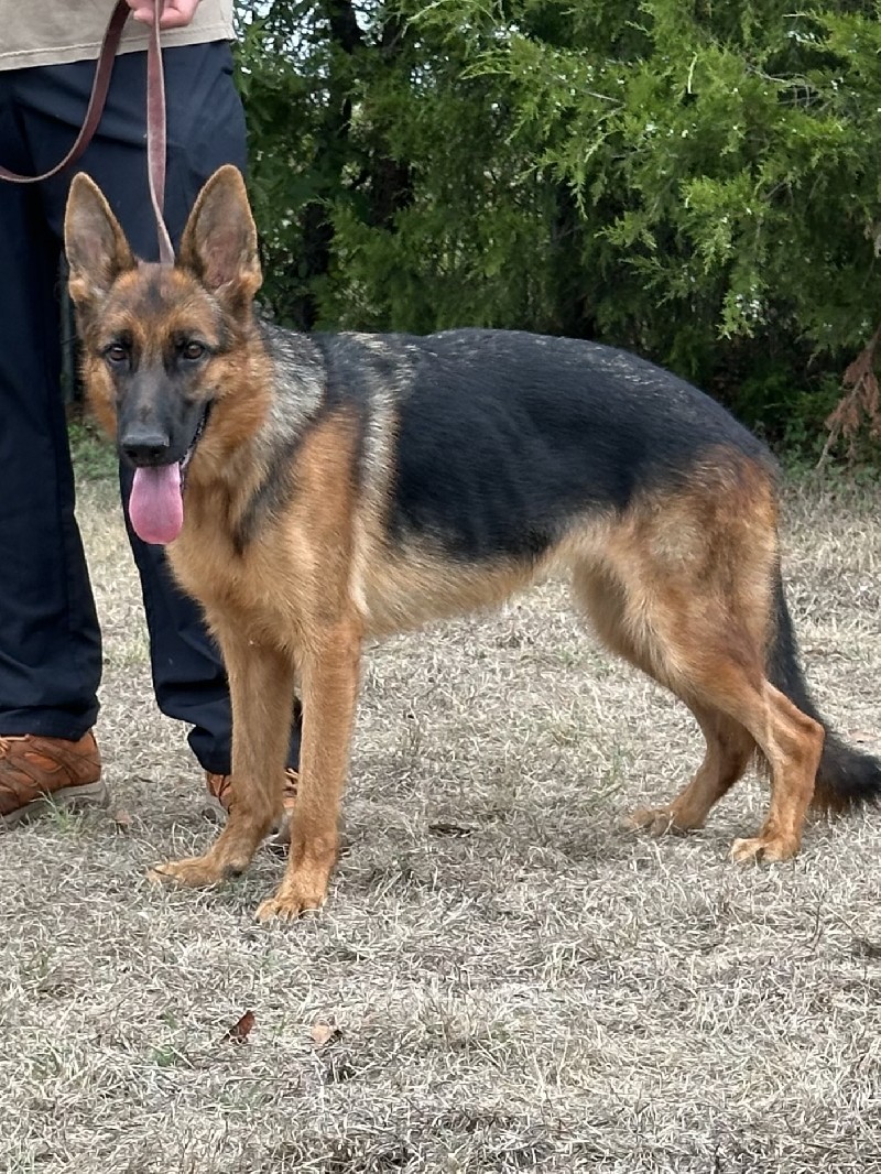 Qene von der Freiheit Westerholt - German Shepherd Dogs