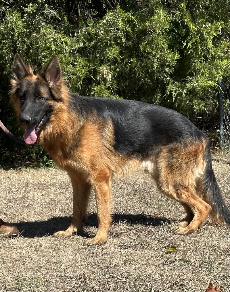 Quentin vom Nevadahaus | Nevada Haus German Shepherd Puppies