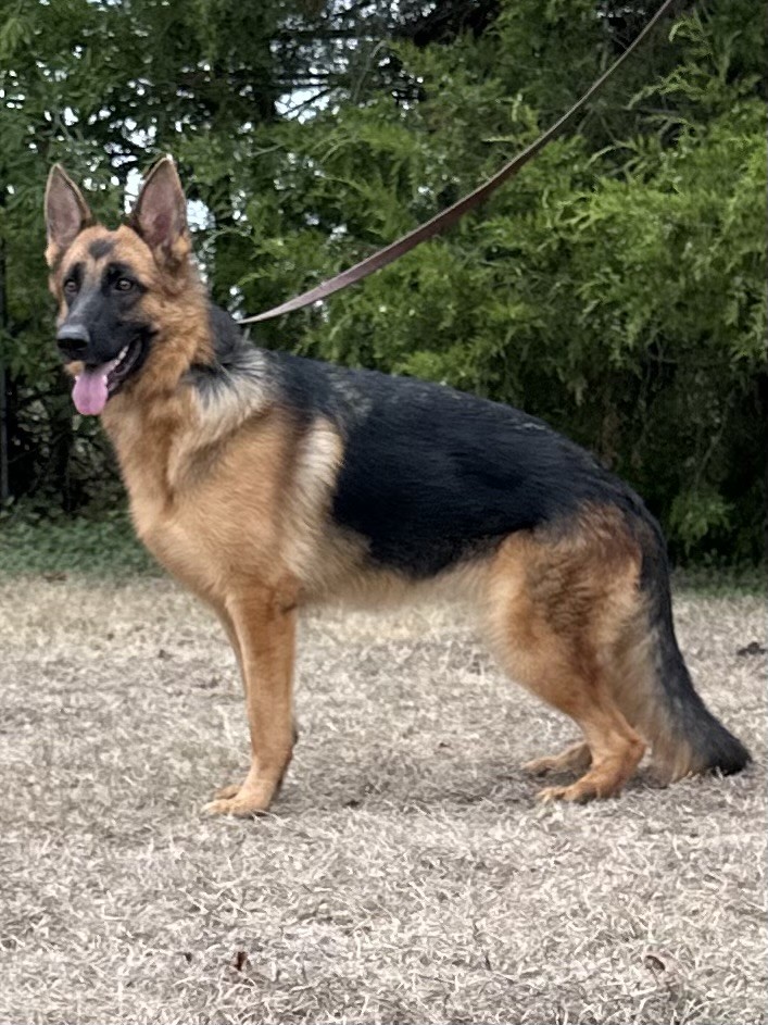 Quimby vom Nevadahaus | Nevada Haus German Shepherd Puppies