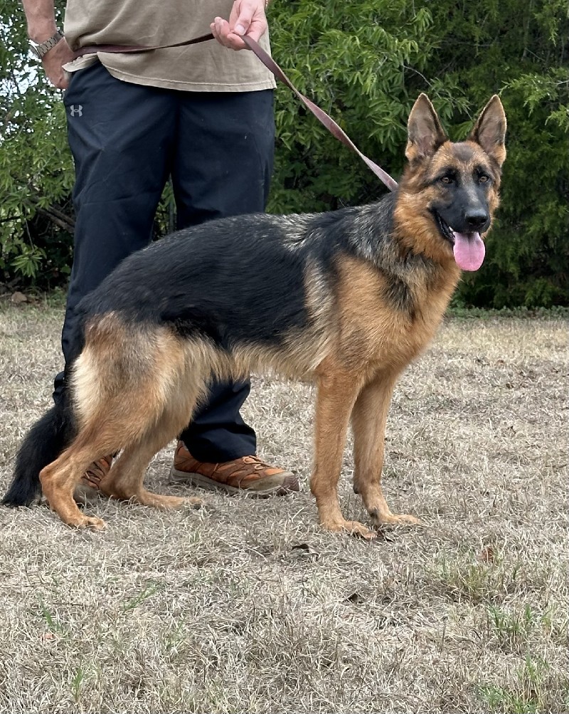 Quinn vom Nevadahaus | Nevada Haus German Shepherd Puppies