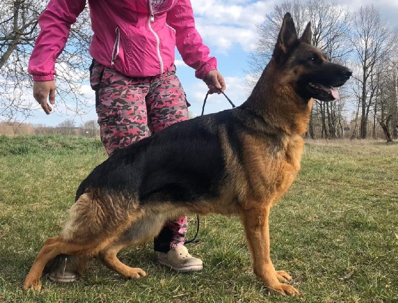 SG Nimea vom Haus Tchorz IPO1 KKL | German Shepherd Breeding Females | Nevada Haus