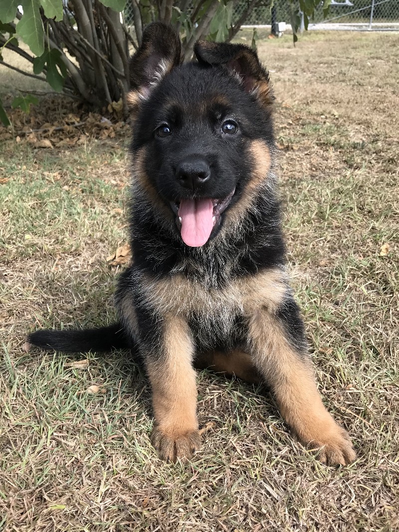 Sabre vom Nevadahaus **Breeder's Choice** | Female German Shepherd Puppy for Sale