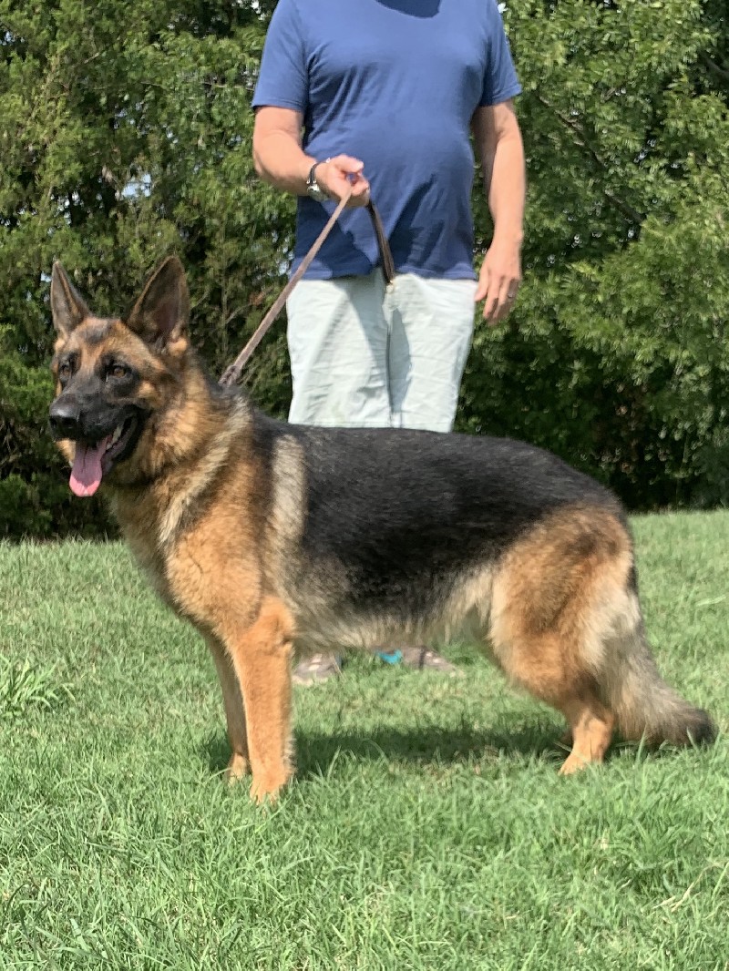 Sabrina vom Nevadahaus | German Shepherd Breeding Female