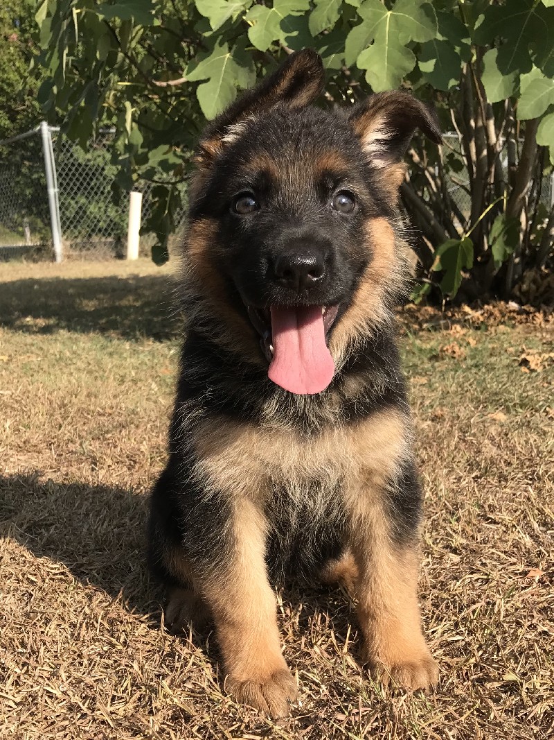 german shepherd females for sale