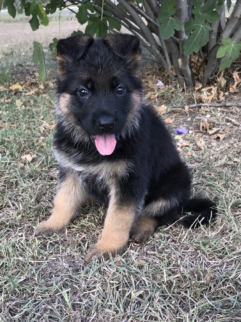Shelby vom Nevadahaus | Female German Shepherd Puppy for Sale