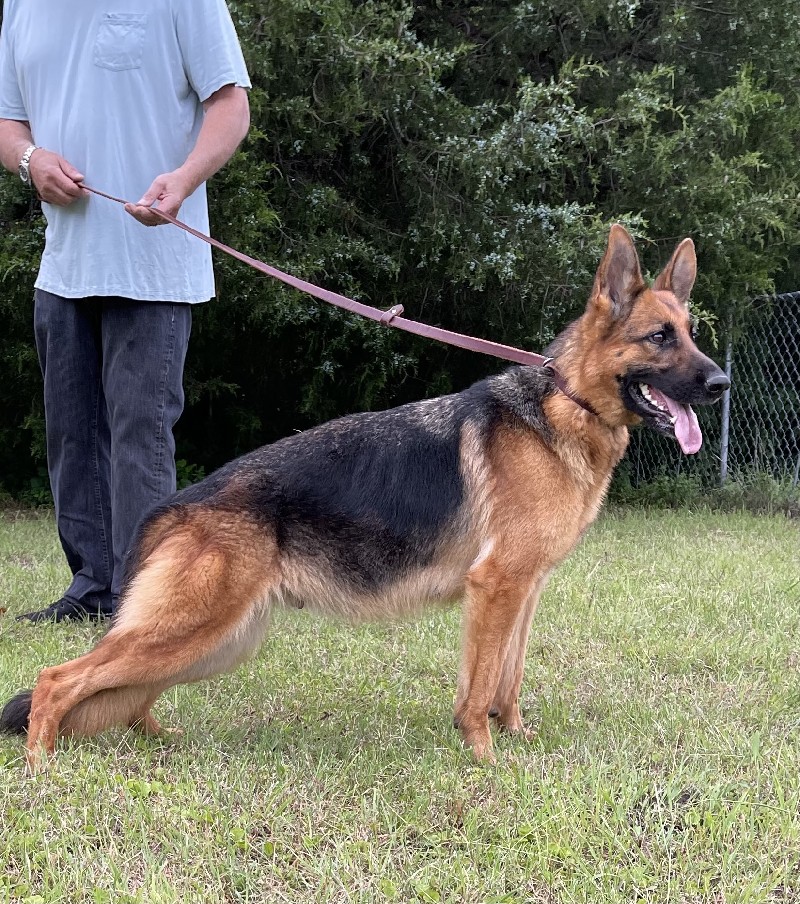 Shelby vom Nevadahaus } German Shepherd Breeding Female