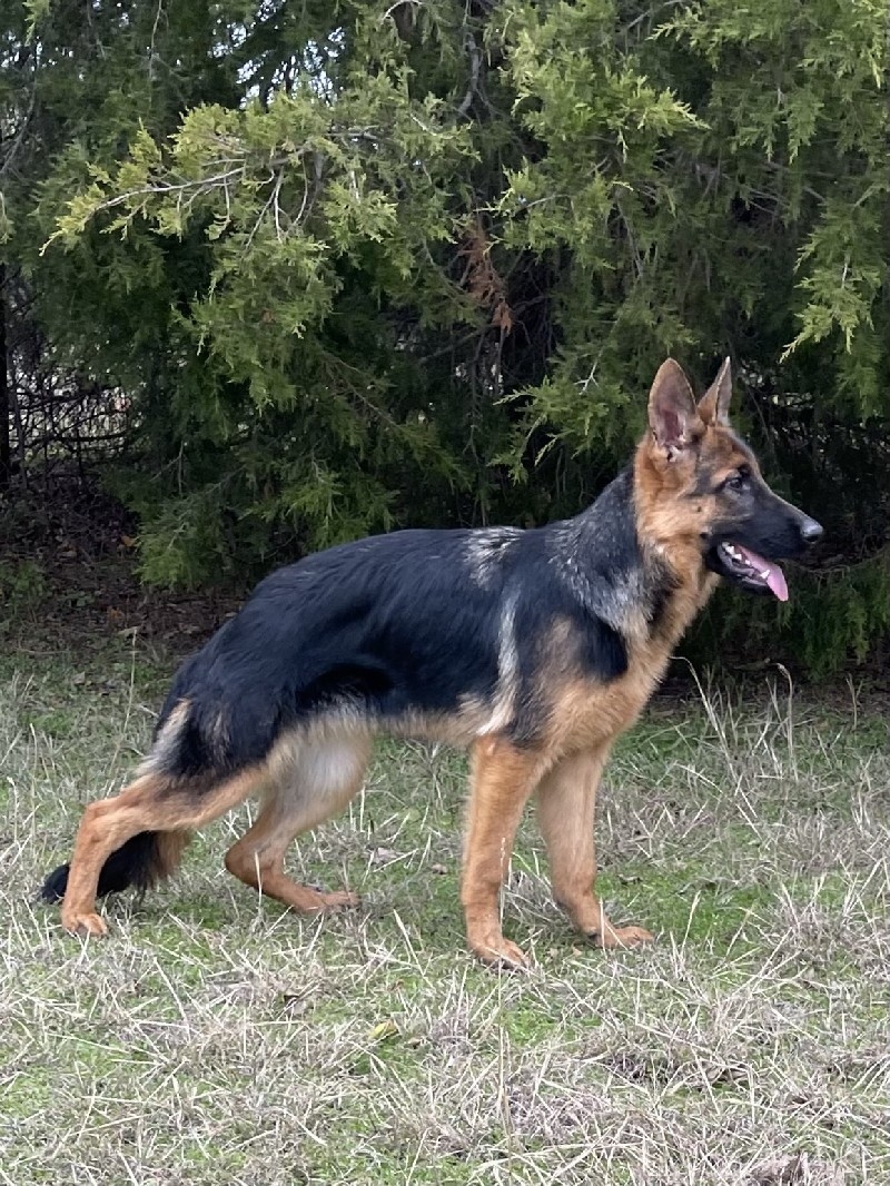 Summer vom Nevadahaus | Nevada Haus German Shepherd Puppies
