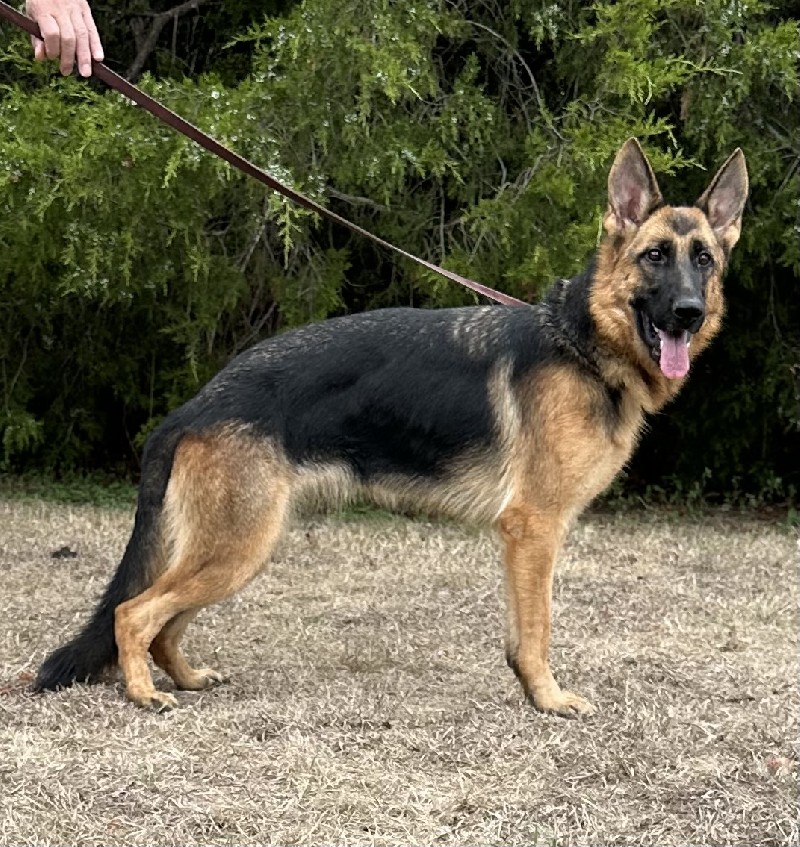 Summer vom Nevadahaus | Nevada Haus German Shepherd Puppies