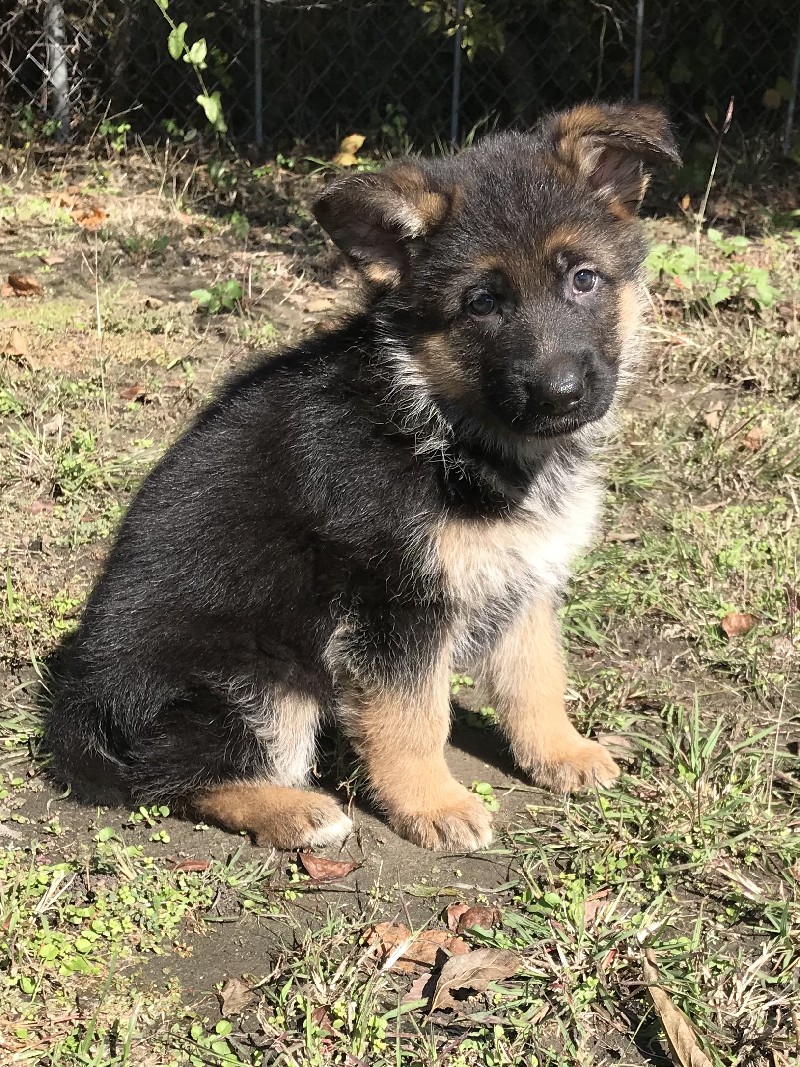 Ulia vom Nevadahaus | Female German Shepherd Puppy for Sale