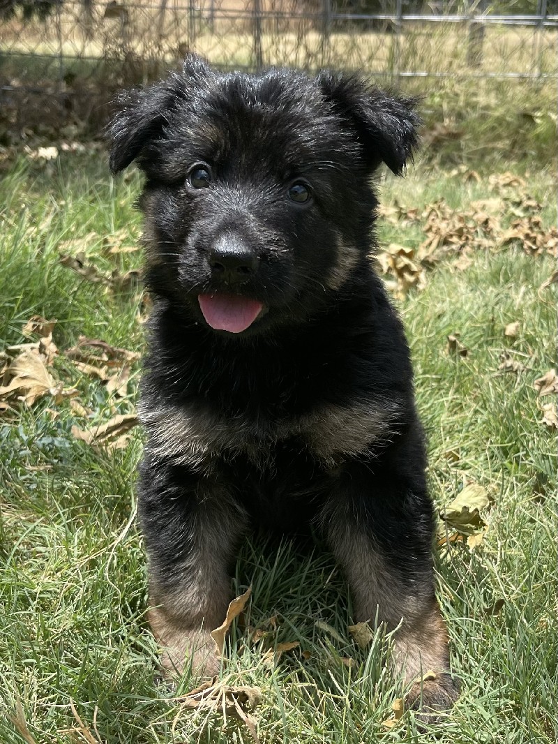 Unique vom Nevadahaus | Nevada Haus German Shepherd Puppies