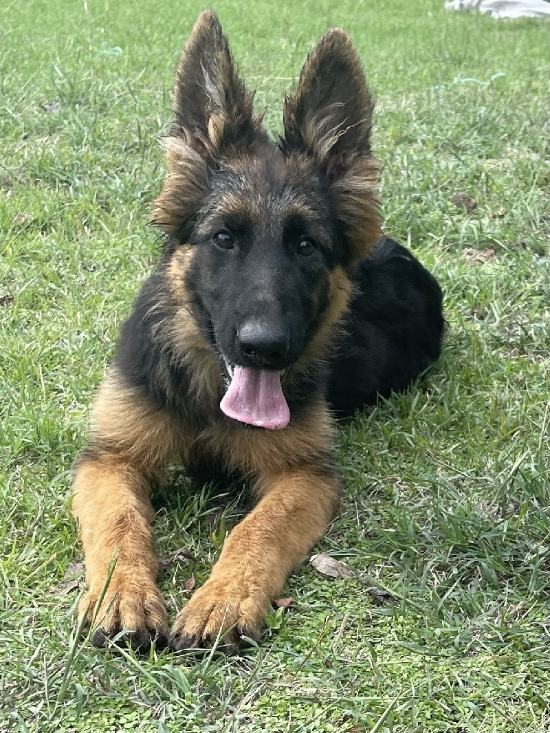 Unni vom Nevadahaus | Nevada Haus German Shepherd Puppies