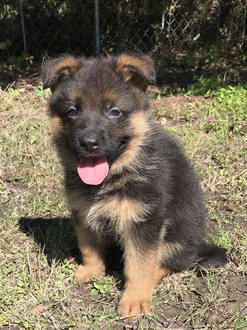 Female German Shepherd Puppy 