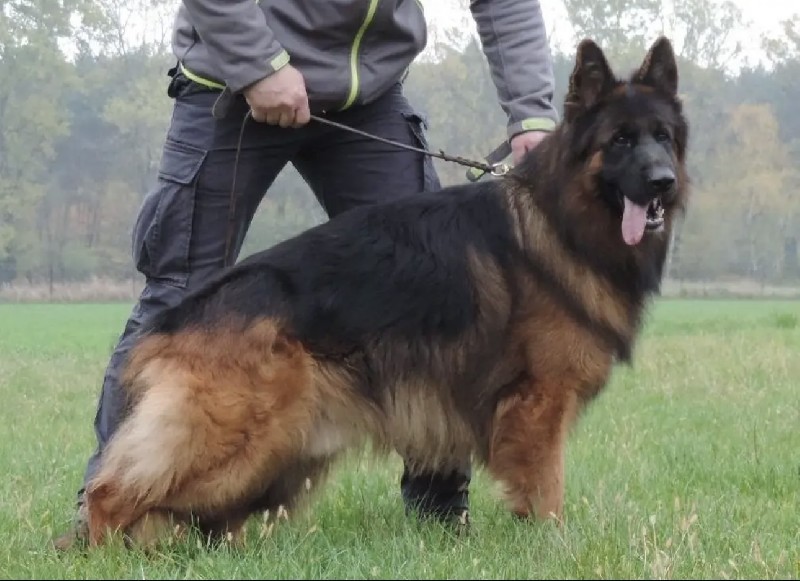 V Casmir vom Haus Tchorz IGP1 KKL | German Shepherd Studs at NevadaHaus