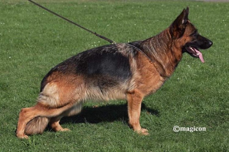 V Dany von Cohinor IGP1 KKL | German Shepherd Breeding Females