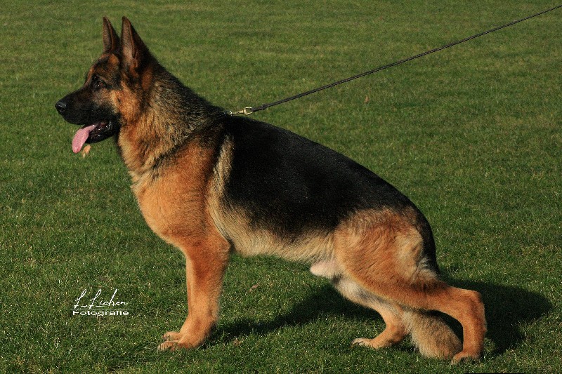 V Ted van de Lentfert Hoeve IGP2 KKL | German Shepherd Stud