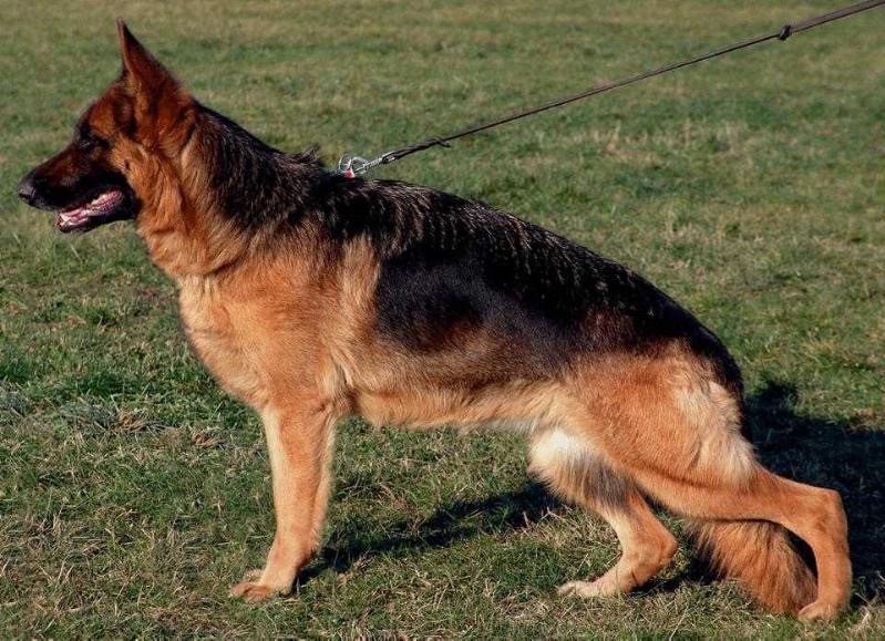 V Xia vom Hauswalder Bach IPO1 KKL | German Shepherd Breeding Female