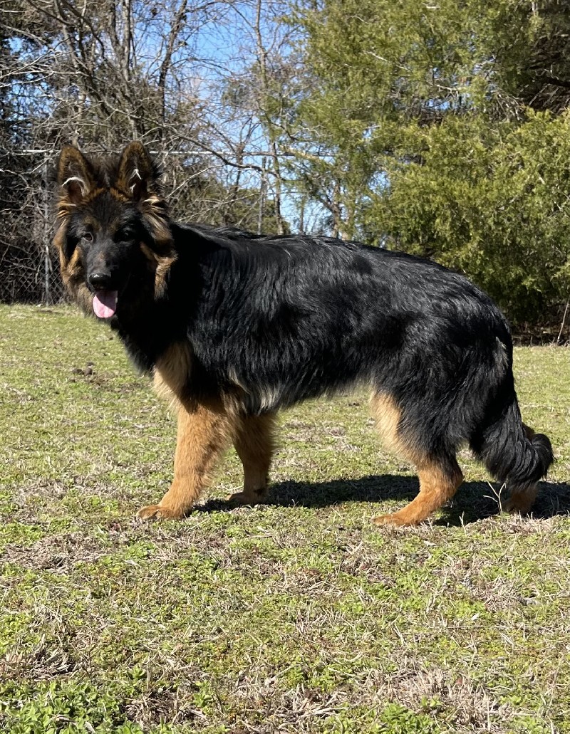 Vickie vom Nevadahaus | Nevada Haus German Shepherd Puppies